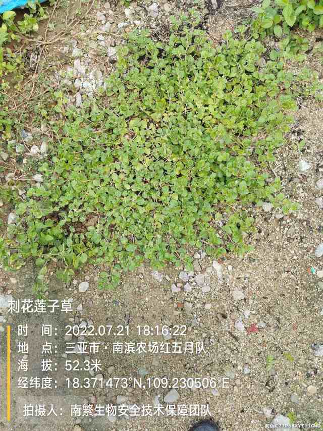 刺花莲子草