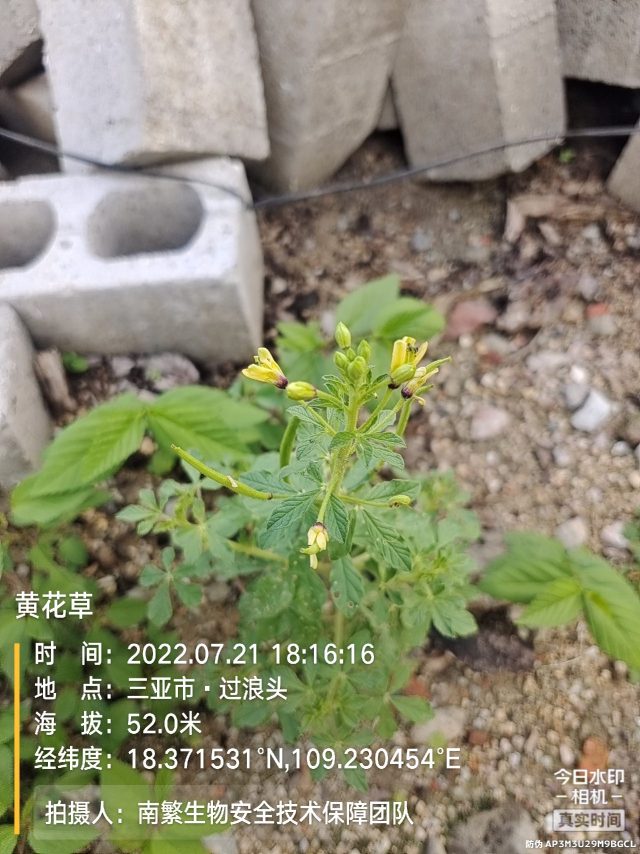 黄花草