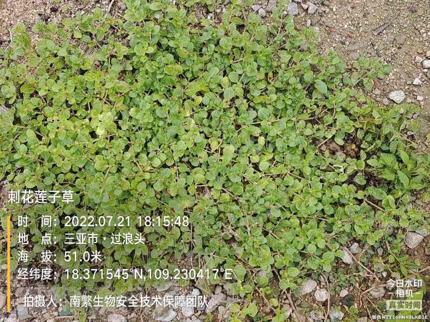 刺花莲子草