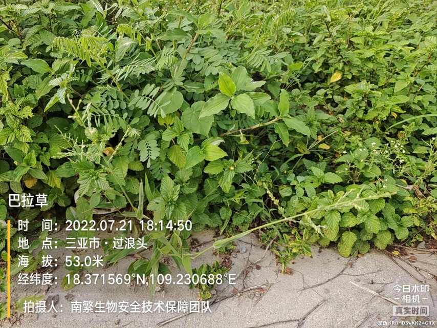 巴拉草