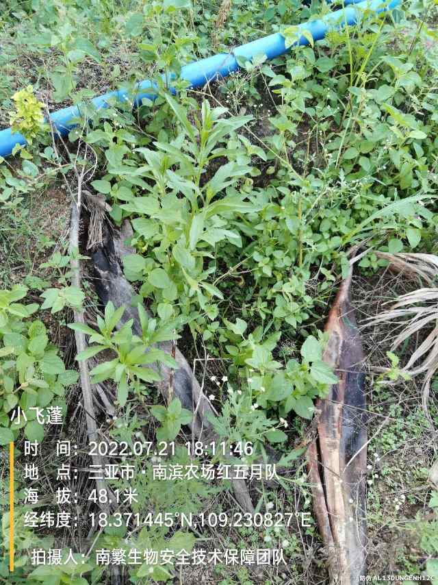 小飞蓬
