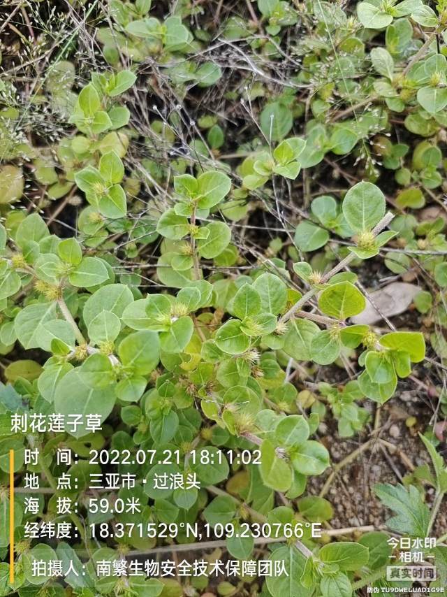 刺花莲子草