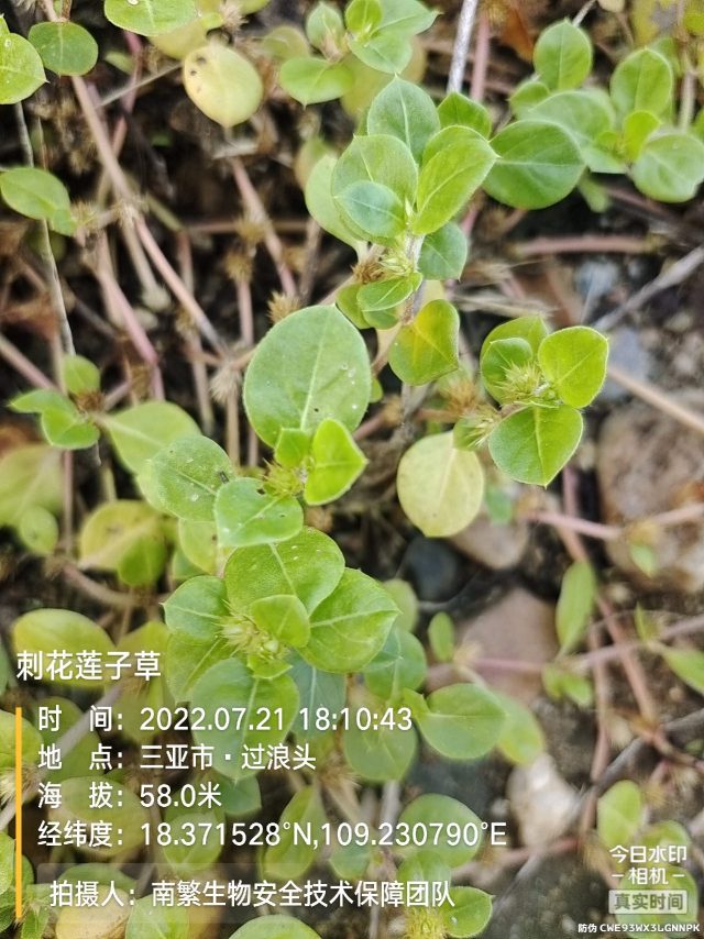 刺花莲子草
