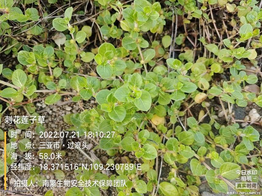 刺花莲子草