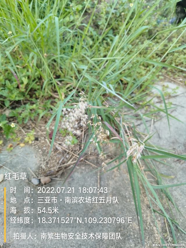 红毛草
