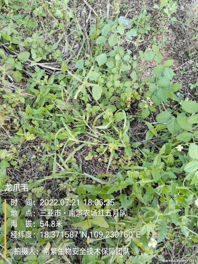 龙爪毛