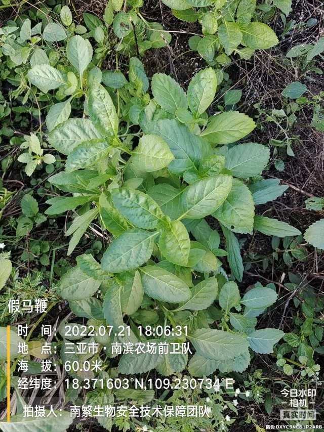 假马鞭