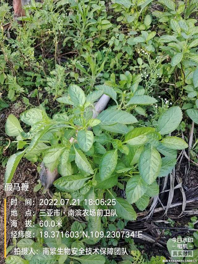 假马鞭