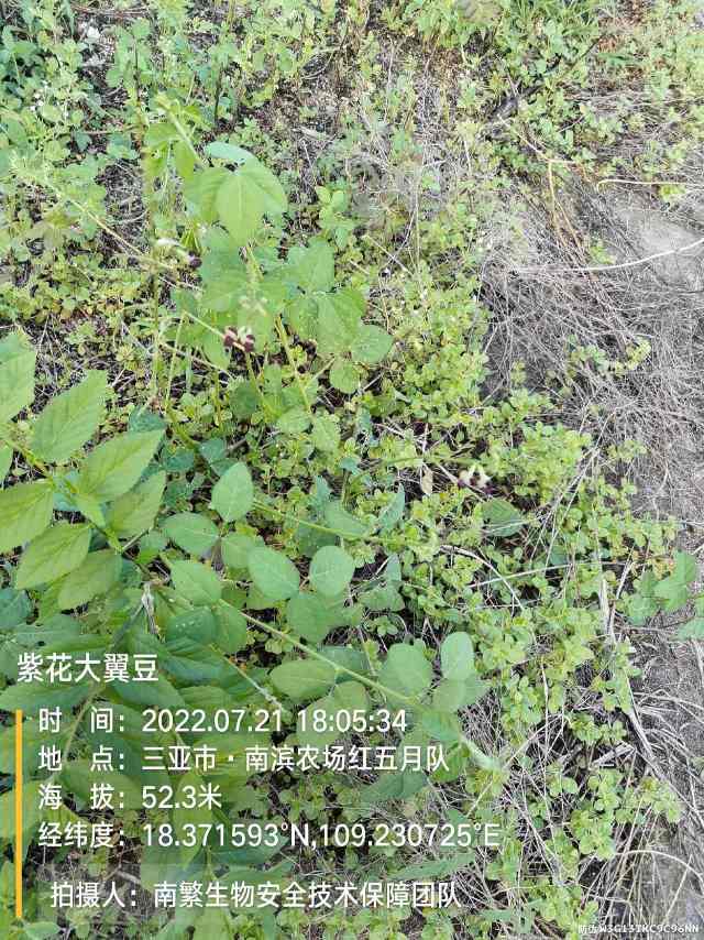紫花大翼豆