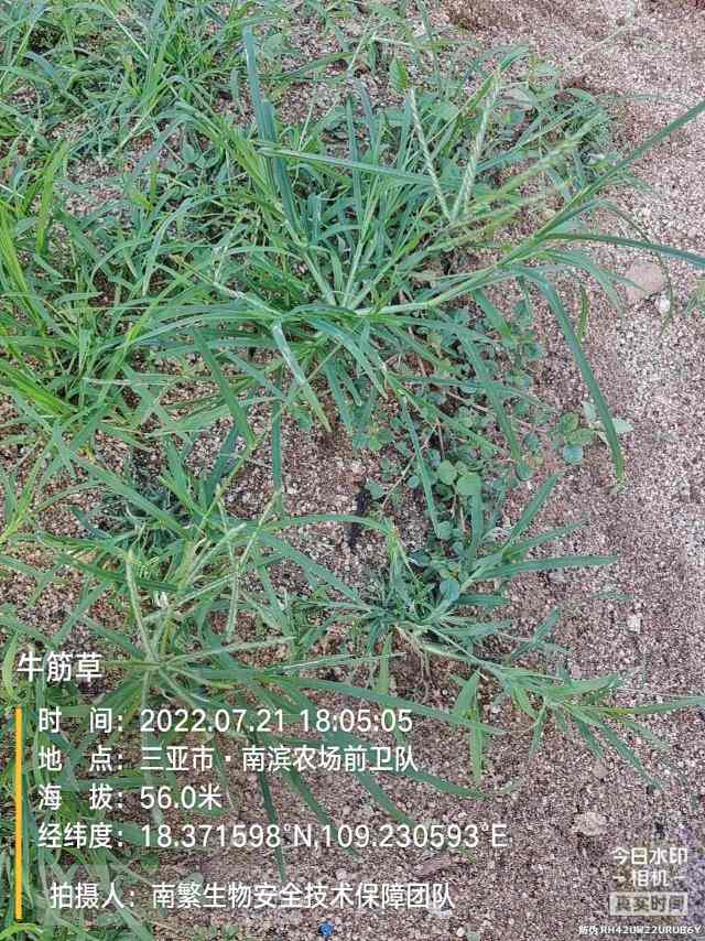 牛筋草