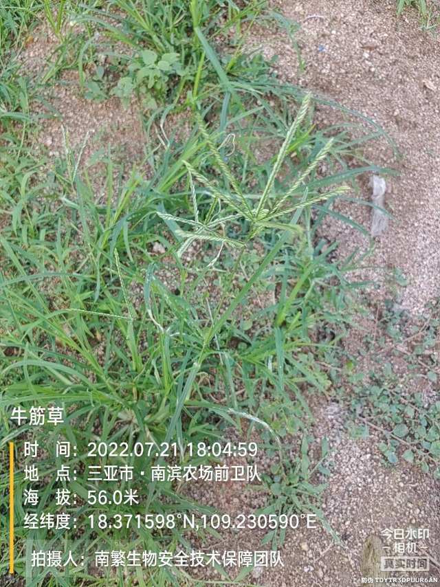 牛筋草