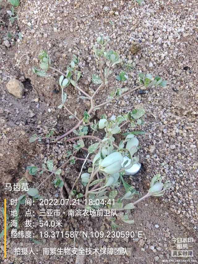 马齿苋