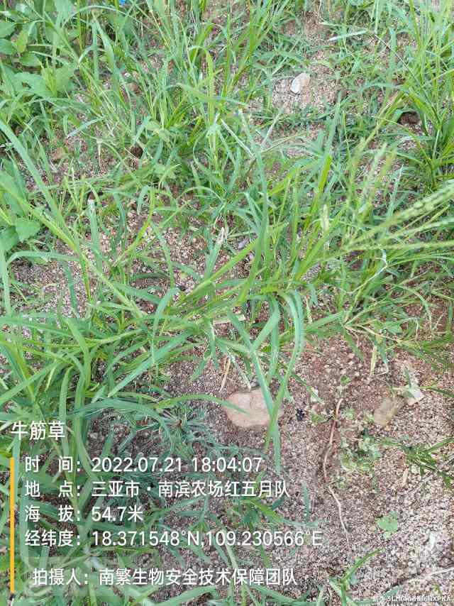 牛筋草