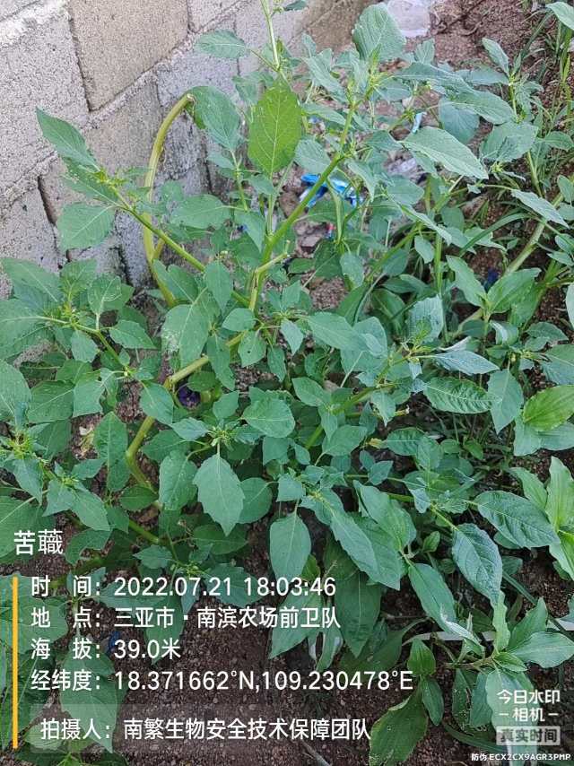 苦蘵