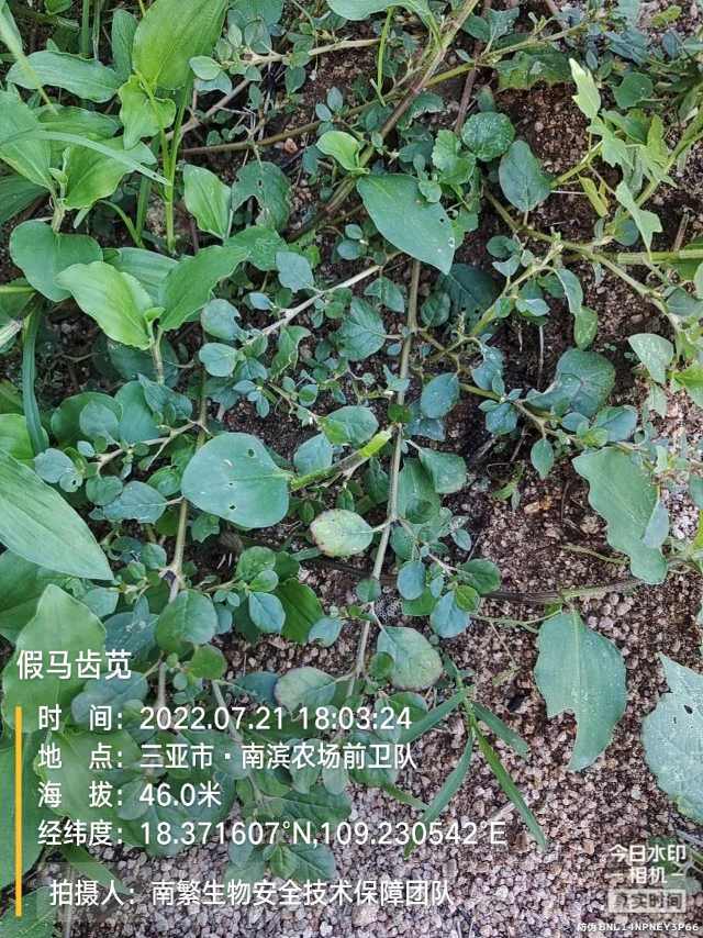假马齿苋