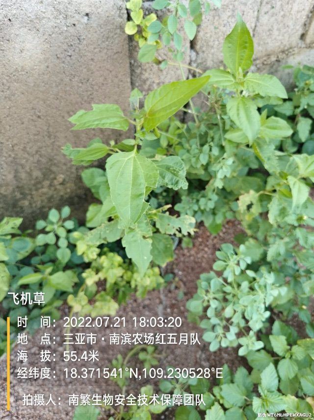 飞机草