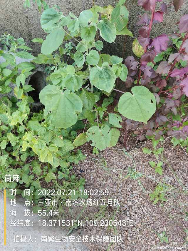 苘麻