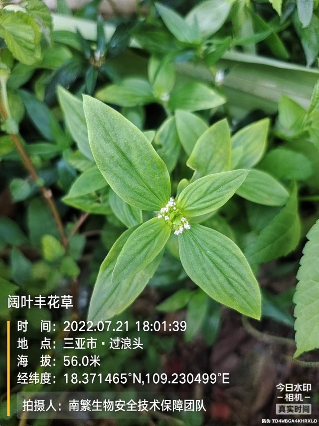 阔叶丰花草