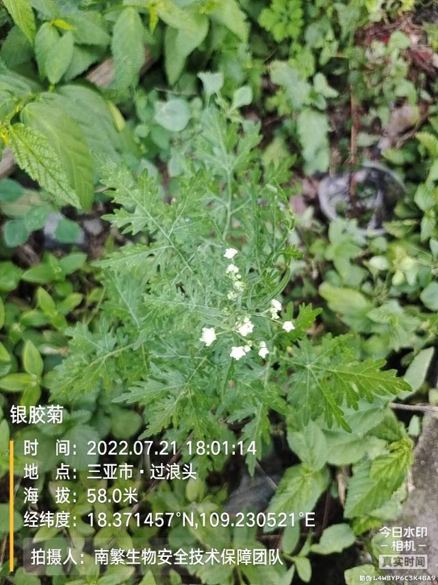 银胶菊
