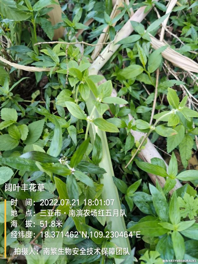 阔叶丰花草