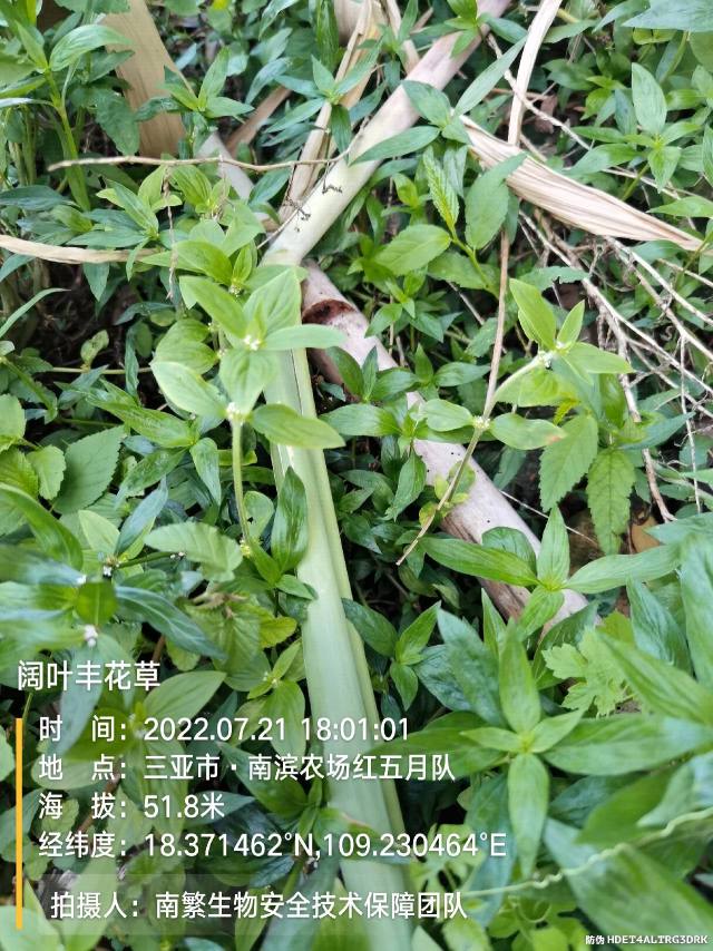阔叶丰花草