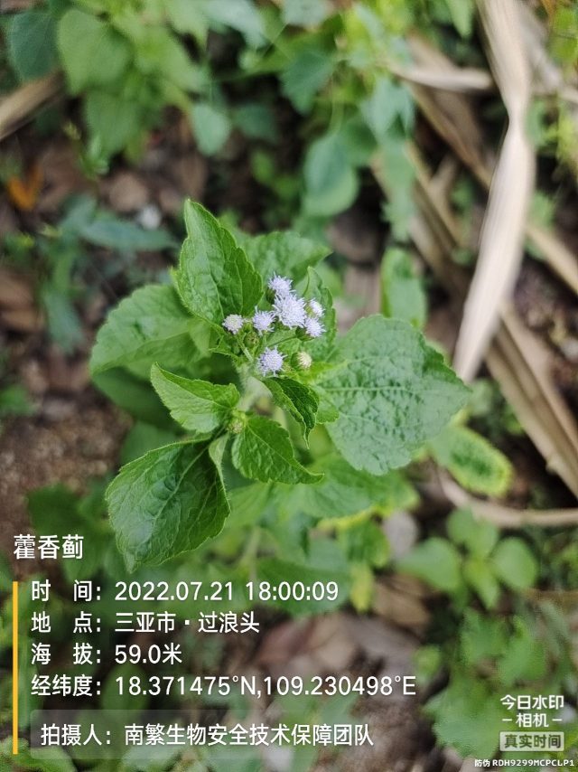 藿香蓟