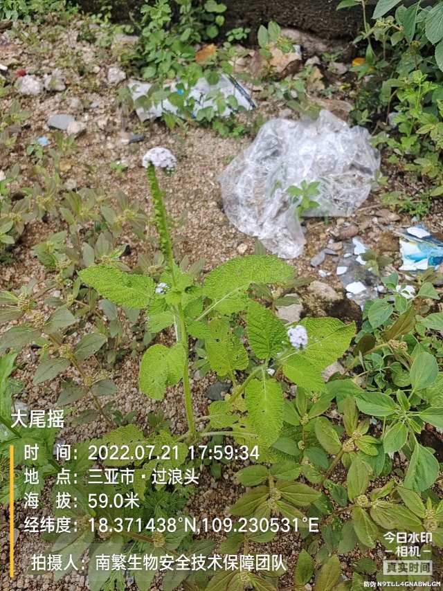 大尾摇