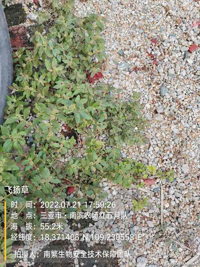 飞扬草