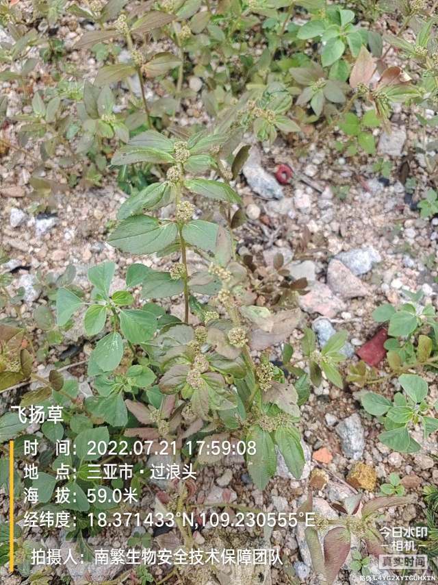 飞扬草