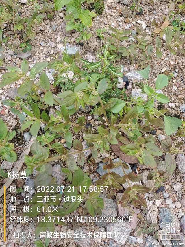 飞扬草