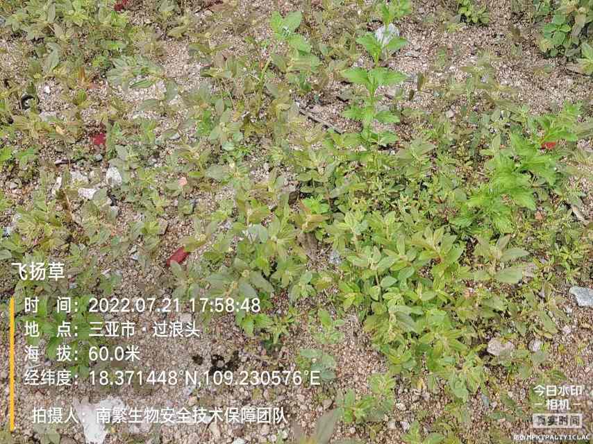 飞扬草