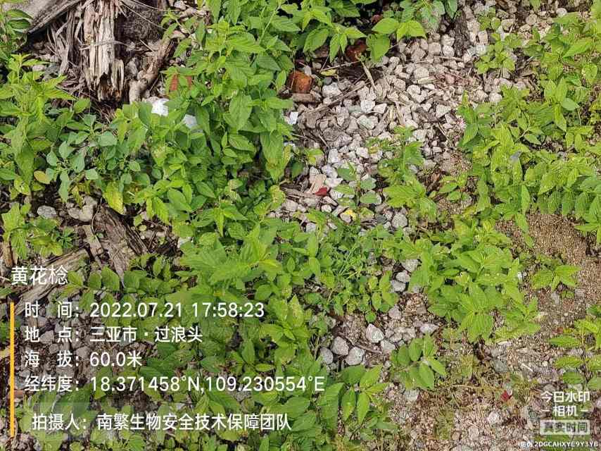黄花棯