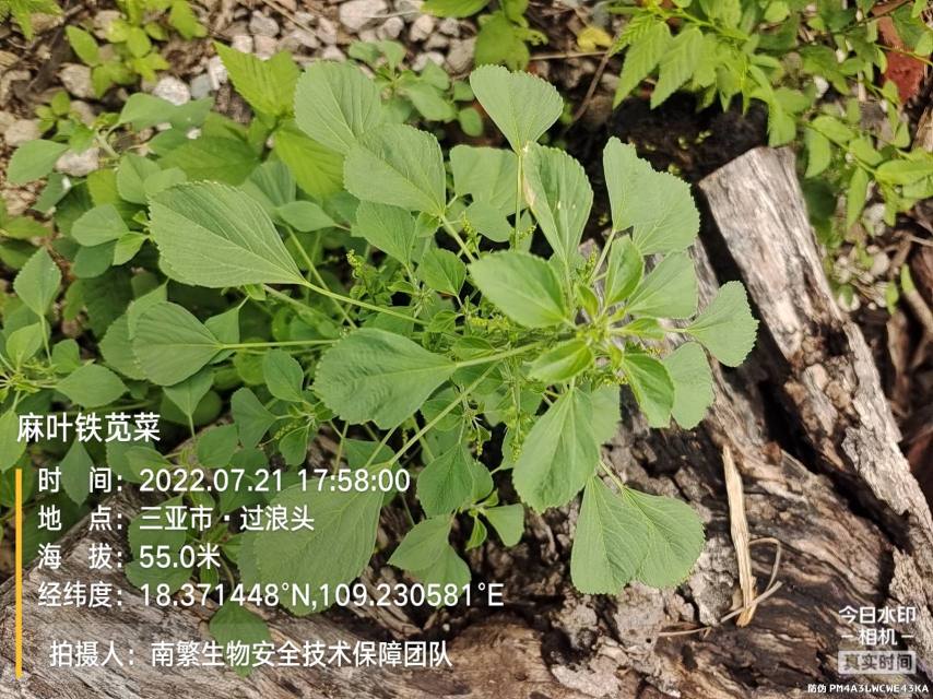 麻叶铁苋菜