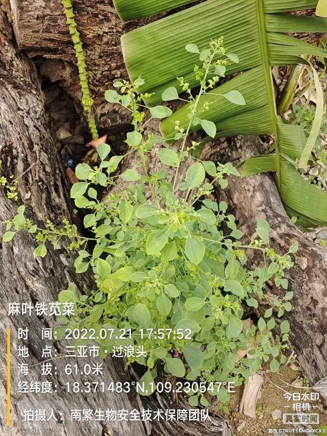 麻叶铁苋菜