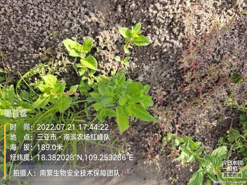墨苜蓿