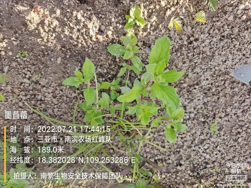墨苜蓿