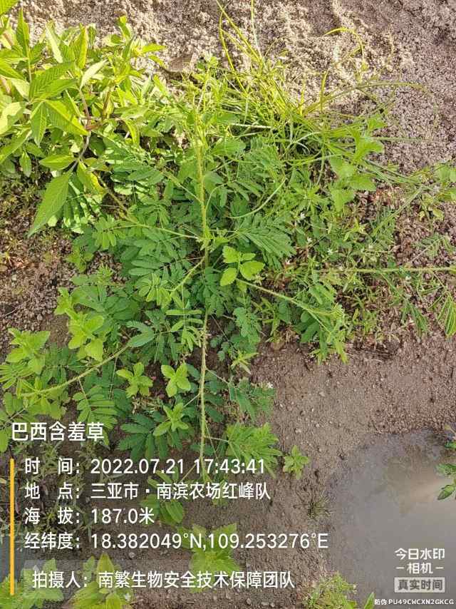 巴西含羞草