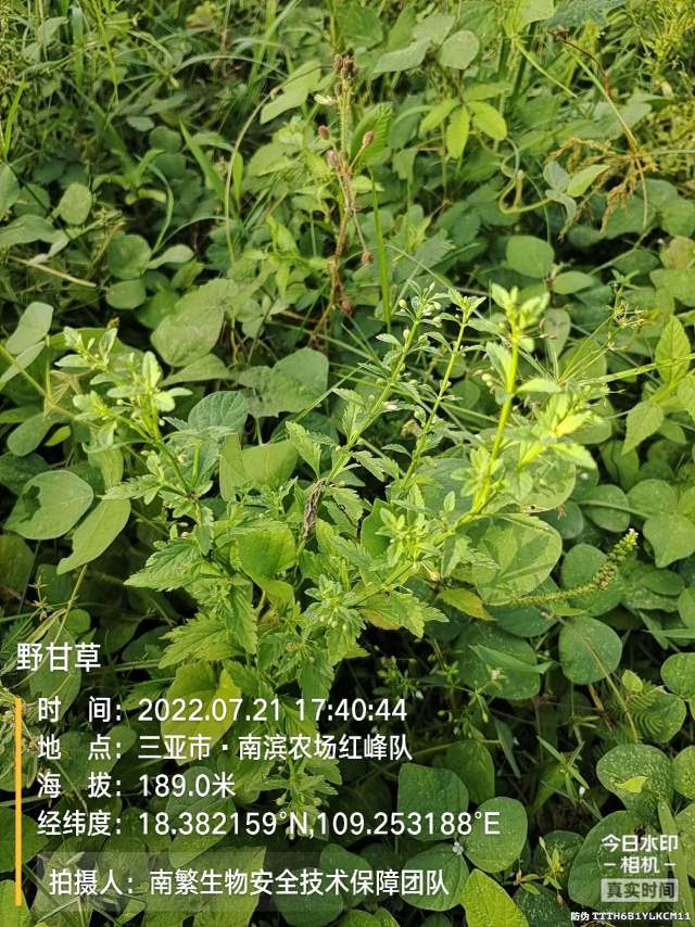 野甘草