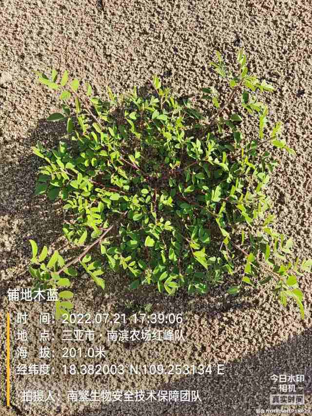 铺地木蓝