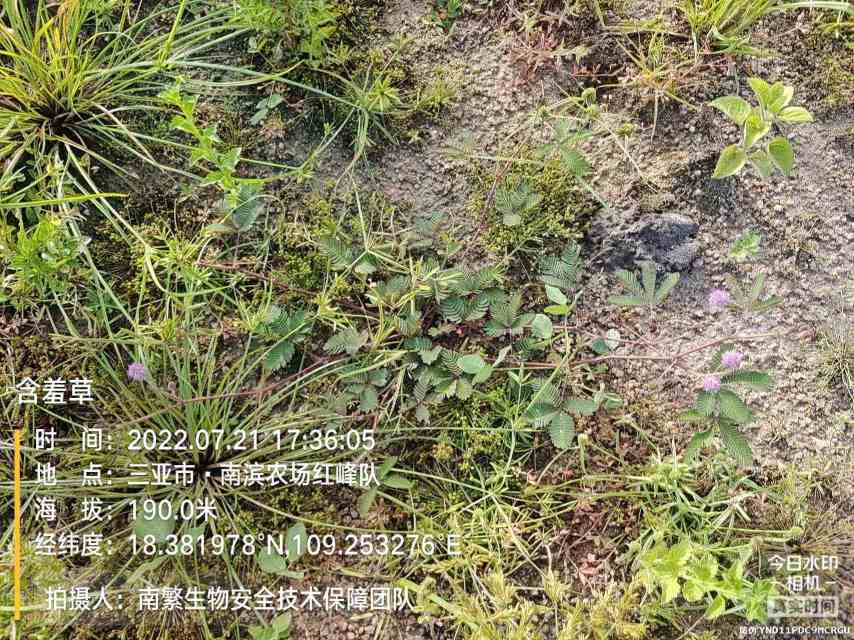 含羞草