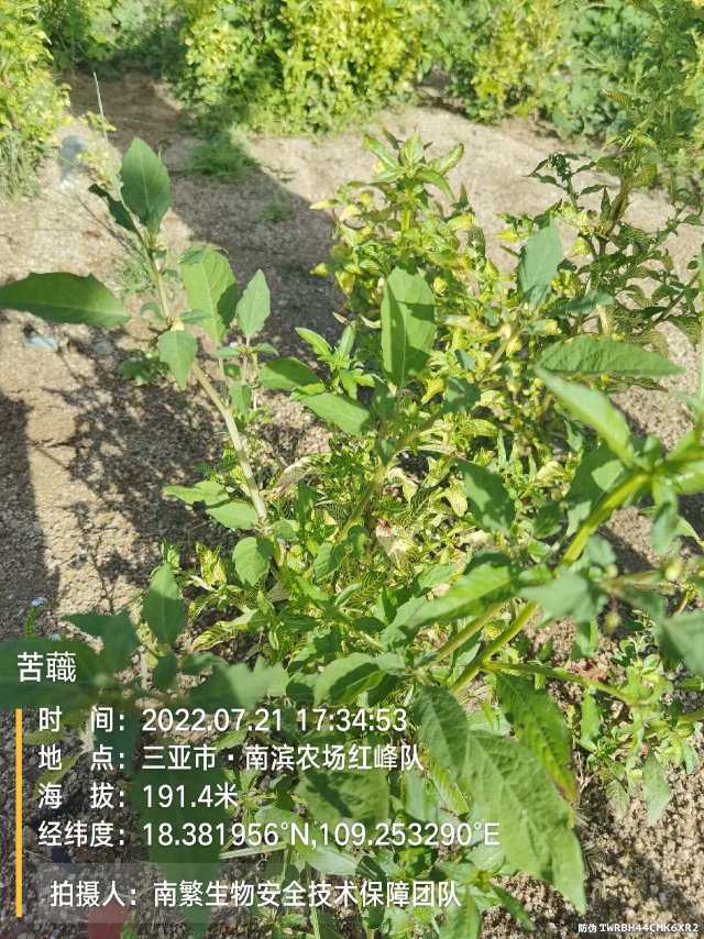 苦蘵