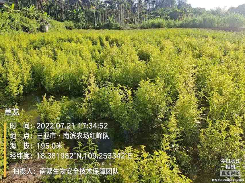 草龙