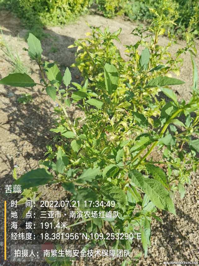 苦蘵