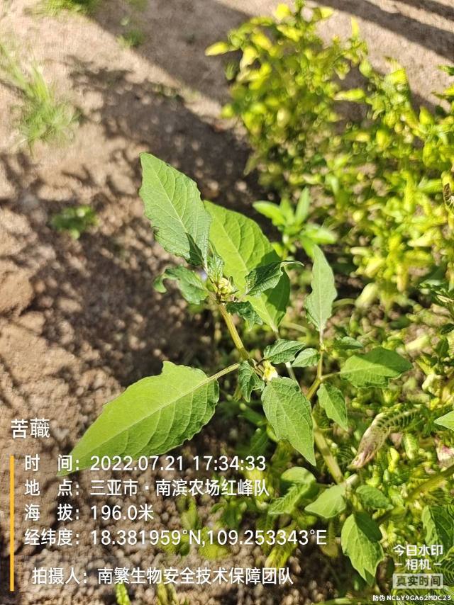 苦蘵