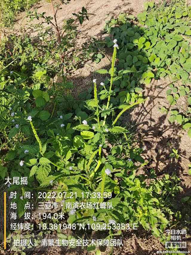 大尾摇