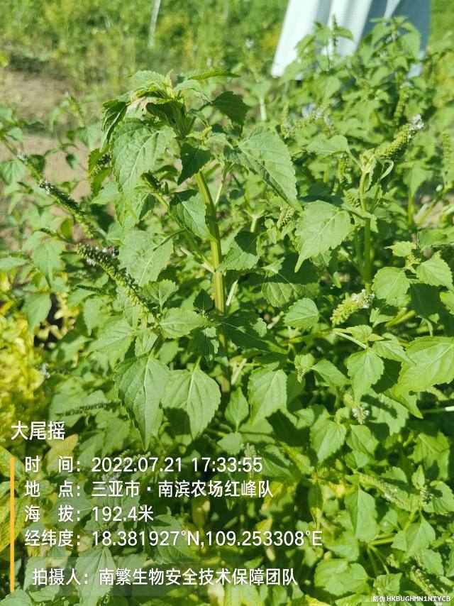大尾摇
