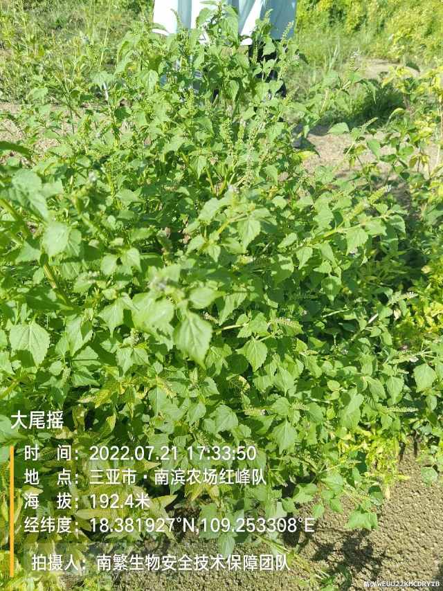 大尾摇