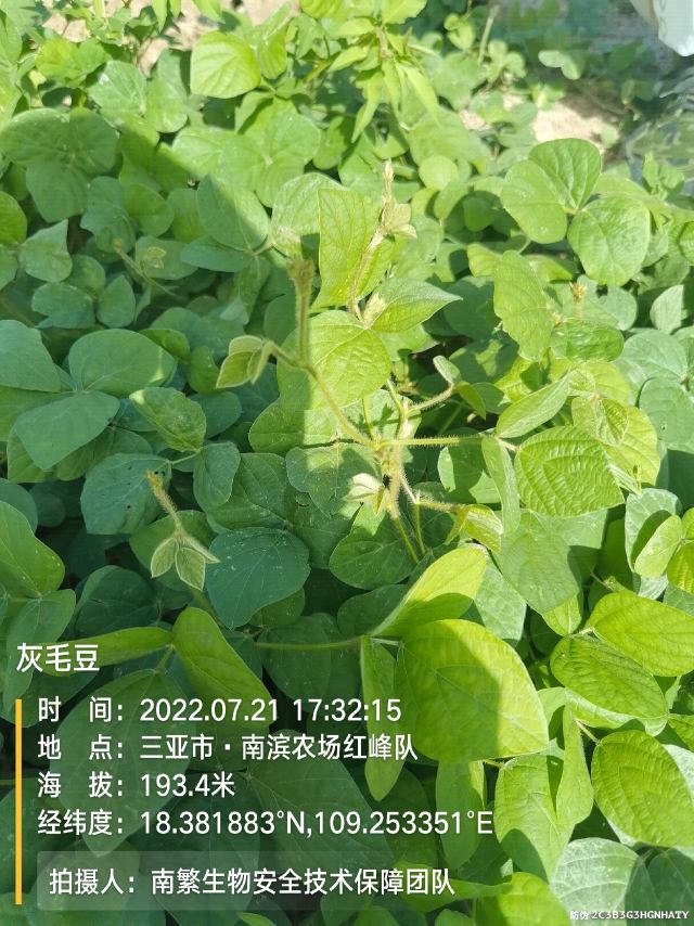 灰毛豆