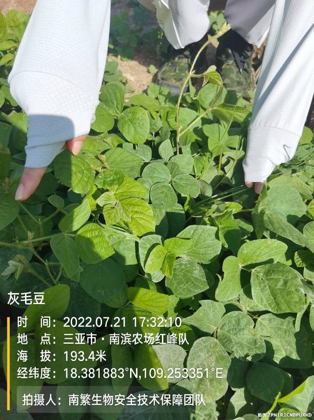 灰毛豆