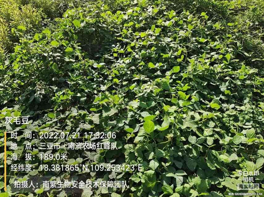 灰毛豆